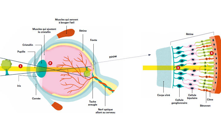 Vision : comment fonctionne la vue, découpe d'un oeil