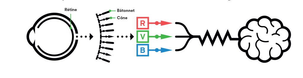 Schéma de la relation entre la rétine et les cônes et les bâtonnets