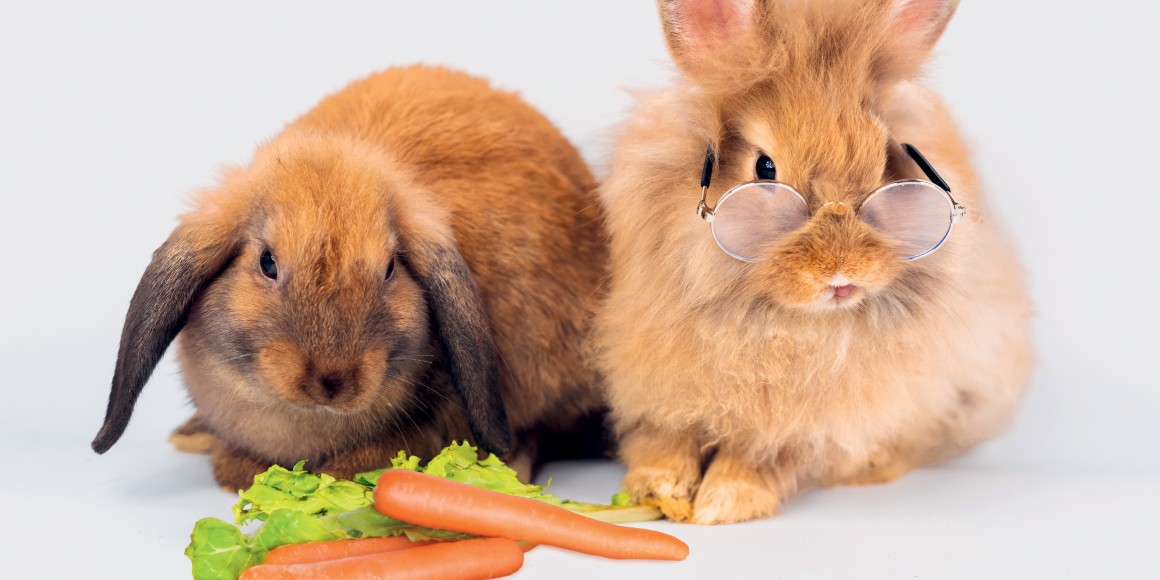 Deux lapins avec carottes
