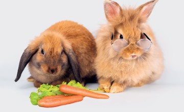 Deux lapins avec carottes