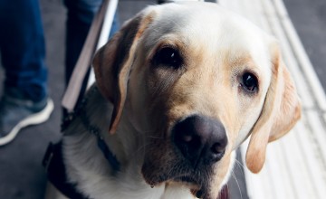 Fino, chien guide pour personnes aveugles et malvoyantes