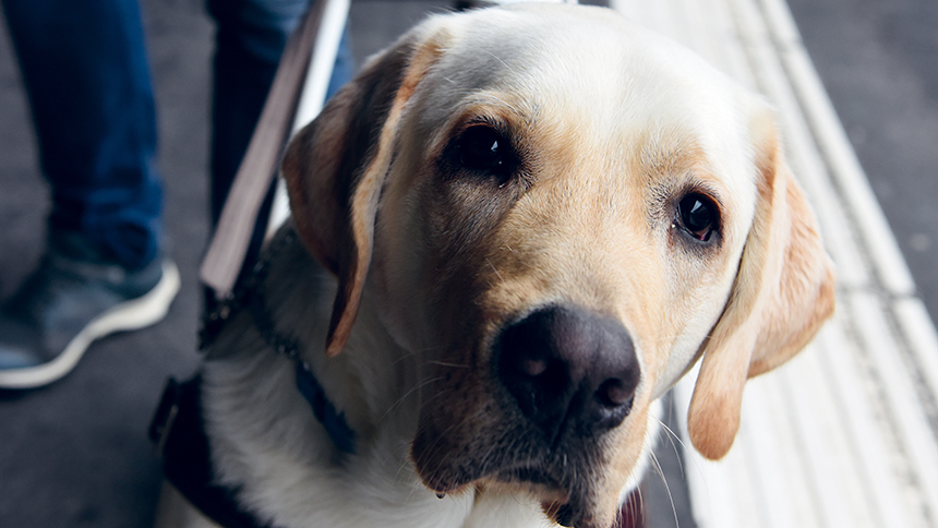 Fino, chien guide pour personnes aveugles et malvoyantes