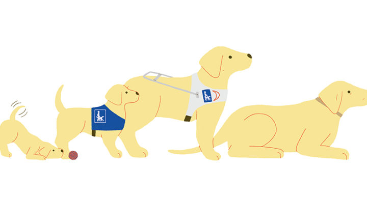 Image de chiens guides