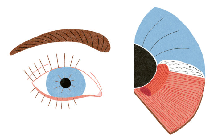Illustration montrant l'iris
