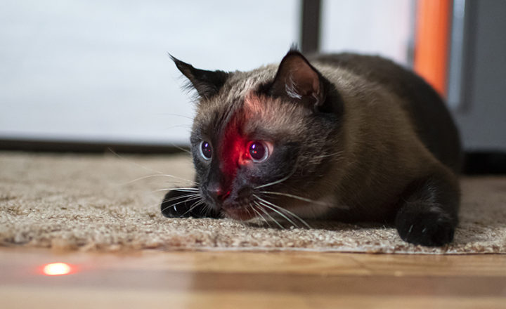 Photo d'un chat avec un laser qui reflète dans ses yeux