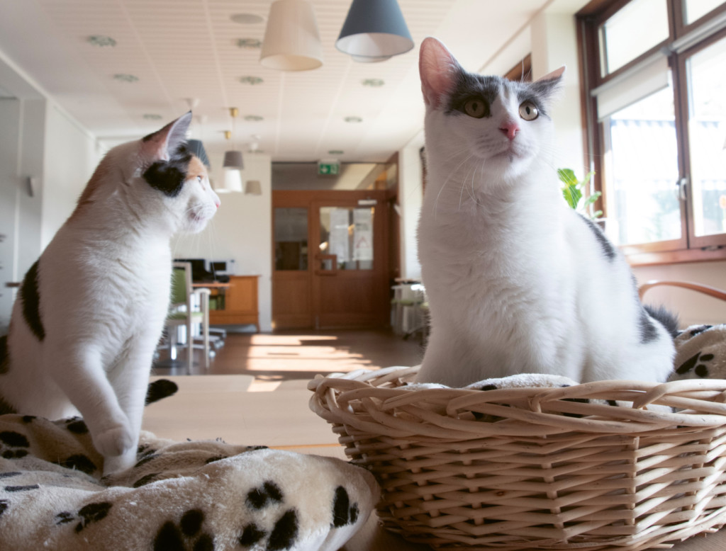 Claire et Soleil, les nouveaux chats de l'EMS