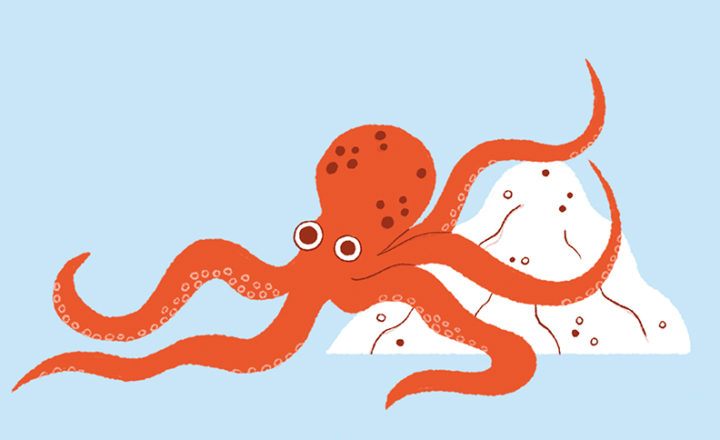 Illustration d'un poulpe