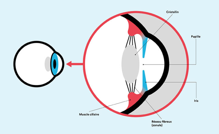 Schéma de l'oeil avec le cristallin, la pupille et l'iris
