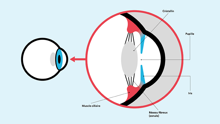 Schéma de l'oeil avec le cristallin, la pupille et l'iris