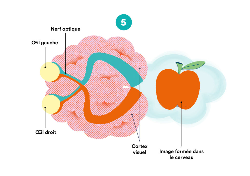 Schéma de la vision des couleurs : message nerveux envoyé au cerveau.