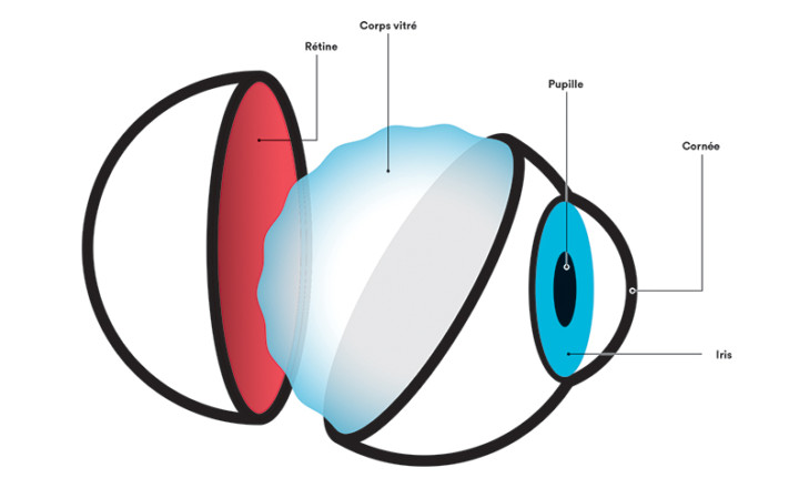 Schéma de l'oeil représentant le vitré.