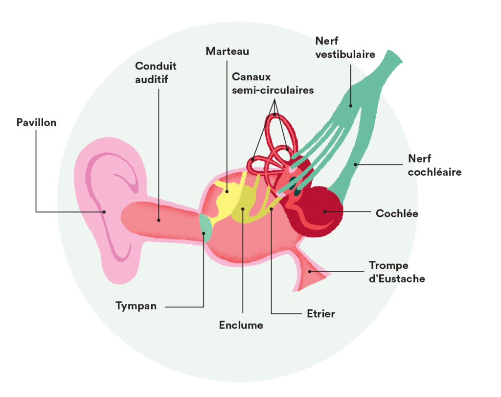 Schéma de l'oreille