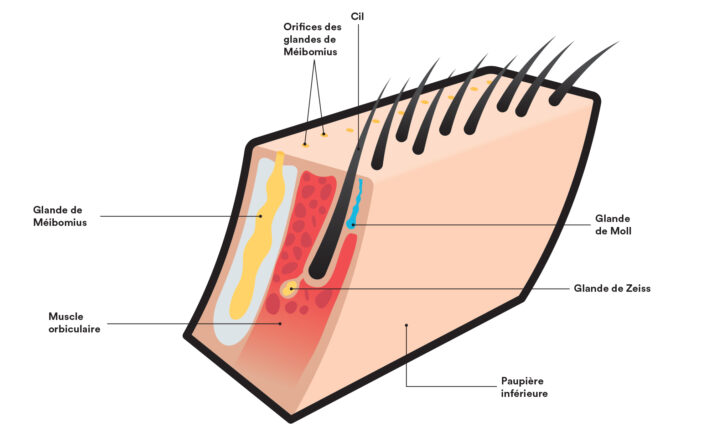Schéma de l'anatomie des cils