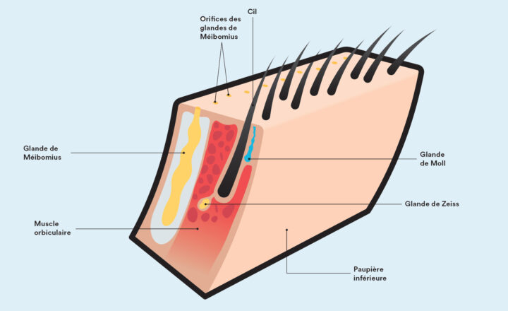 Schéma de l'anatomie des cils