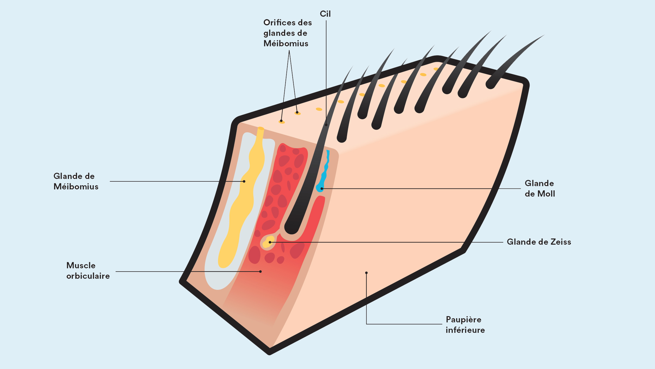 Schéma de l'anatomie des cils